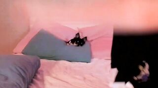chisamisaa - Stripc Online Stream white-teens deepthroat-teens dildo-or-vibrator-anal striptease-white