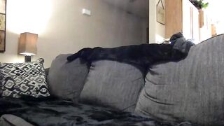 babygirlbella69 - Video  [Chaturbate] studs monster-cock hetero hard-fuck